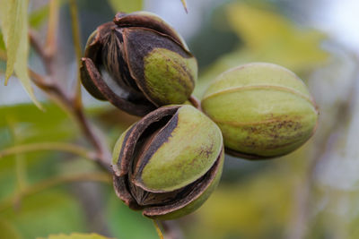 Pecan nuts in the organic garden plant