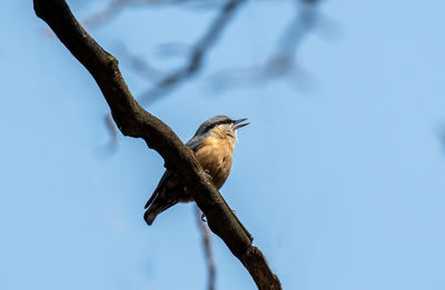 Low angle view of bird perching on branch