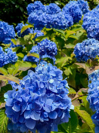 Close-up of blue hydrangea flowers