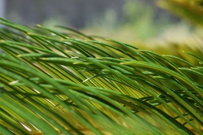 Close-up of fresh green plant