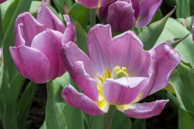 Close-up of pink flowers