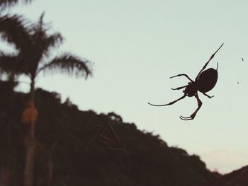 Close-up of spider on web against the sky