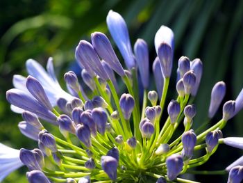 Close-up of agapanthus buds outdoors