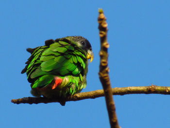 Low angle view of parrot perching on twig against clear blue sky