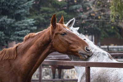 Close-up of a horse in ranch