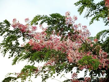 Low angle view of tree