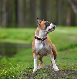 Dog looking away on field