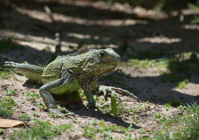 Close-up of iguana