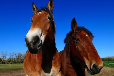 Close-up of horse standing on field against sky