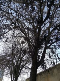 Low angle view of tree against sky