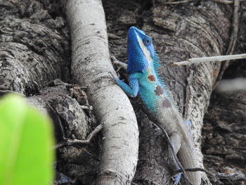 Close-up of lizard on tree trunk