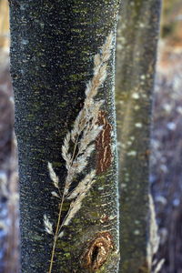 Close-up of lichen on tree trunk