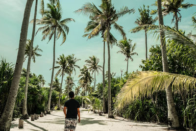 Rear view of man walking amidst palm trees