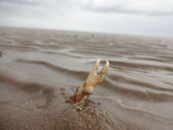 Close-up of lizard on beach against sky
