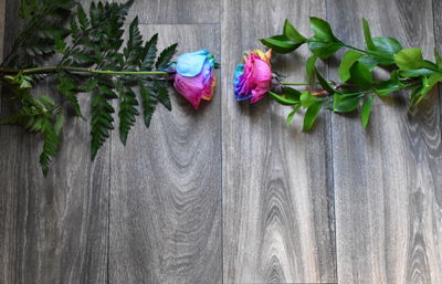 Close-up of plants against the wall