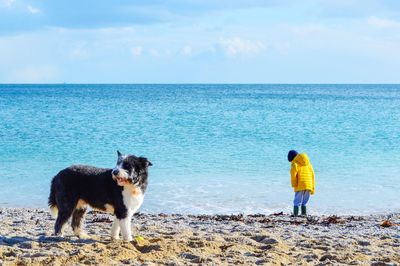 Rear view of dog standing on beach