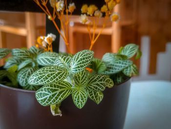 Close-up of potted plant on table