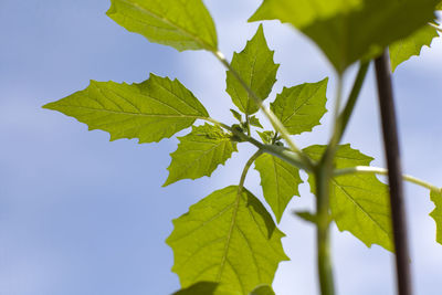 Close-up of maple leaves against clear blue sky