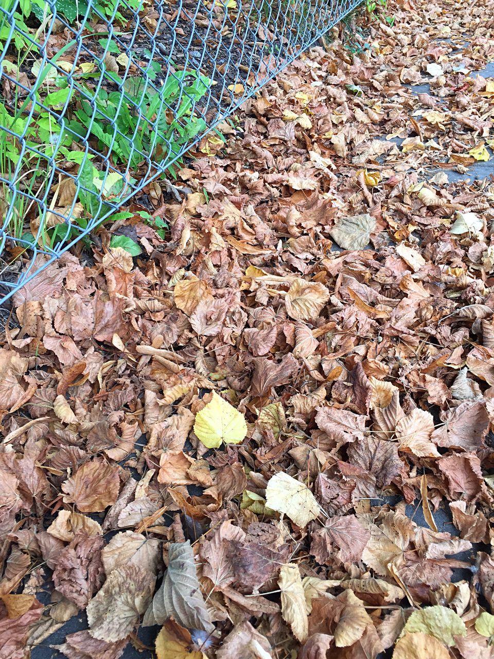 FALLEN LEAVES ON GROUND