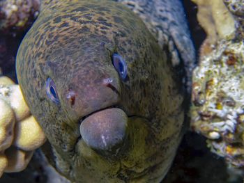 Giant moray eel 
