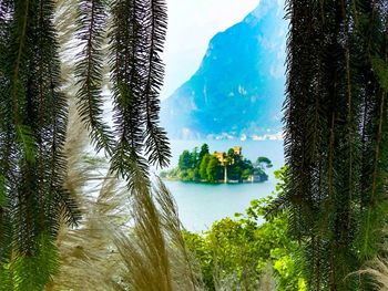 Panoramic view of pine trees by lake against sky