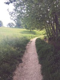 Scenic view of grassy field