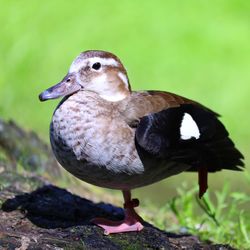 Close-up of bird perching on rock