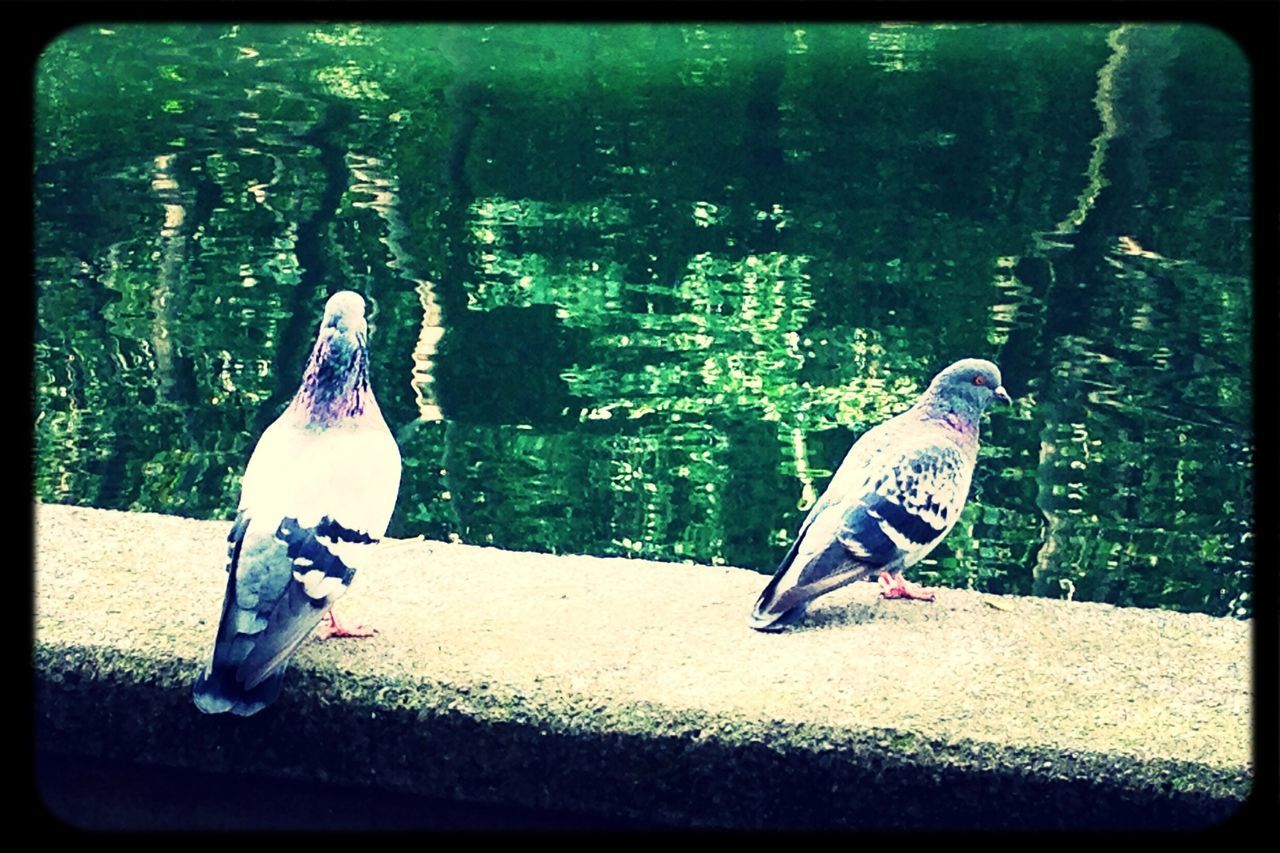 transfer print, animal themes, animals in the wild, bird, wildlife, auto post production filter, water, full length, two animals, one animal, swimming, duck, lake, nature, day, side view, outdoors, sunlight, three animals, pond