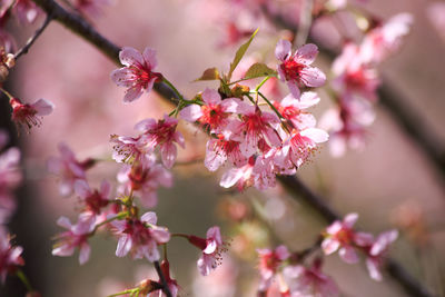 Close-up of pink cherry blossom tree