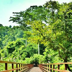 Footbridge over trees