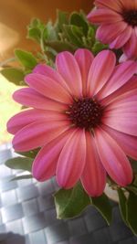 Close-up of pink flower blooming outdoors