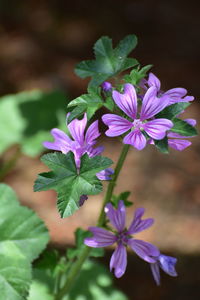 Close-up of purple flowering plant