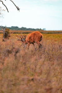 Horse grazing on field