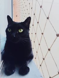 Close-up portrait of cat against sky