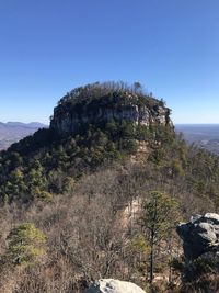 Plants on cliff against clear sky