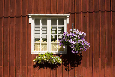 Close-up of flowers against window