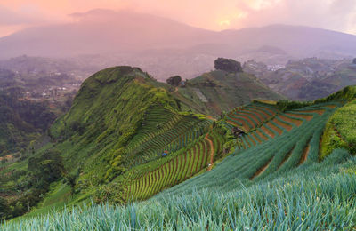 Scenic view of agricultural field against mountains