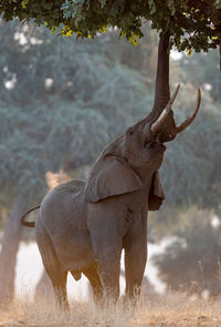 Elephant in forest