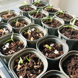 High angle view of potted plants