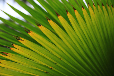 Full frame shot of palm leaves