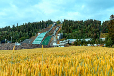 Scenic view of agricultural field against sky