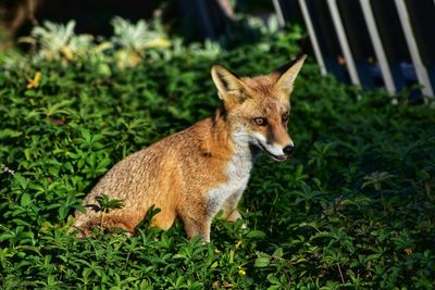 Cat standing in a field