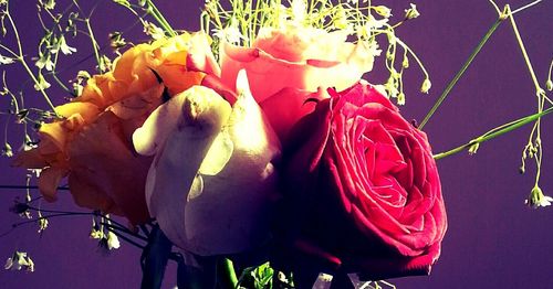 Close-up of red rose flowers