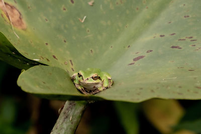 Close-up of frog on leaf