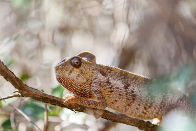 Close-up of a lizard on tree