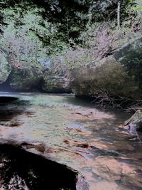 Reflection of trees in water