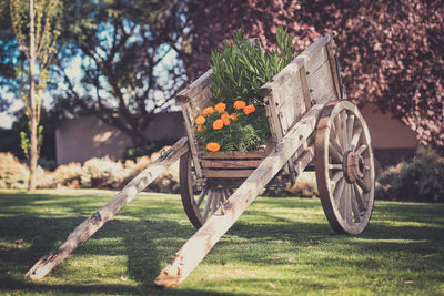 Flowers in wooden push cart on field