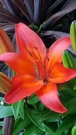 Close-up of flower