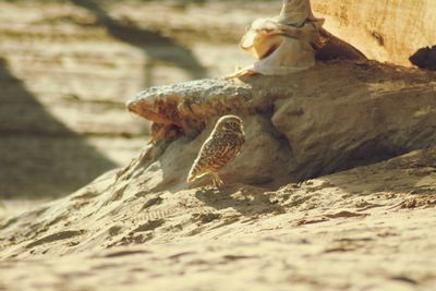 Close-up of lizard on rock