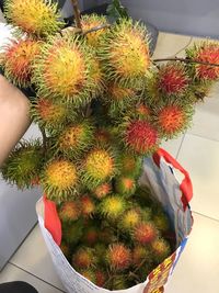 High angle view of cactus in potted plant